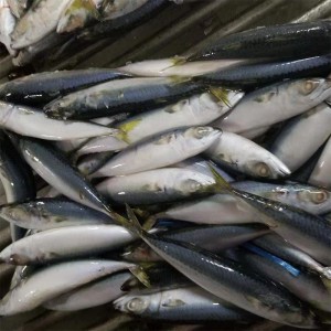 Caballa Congelada Entera Redonda