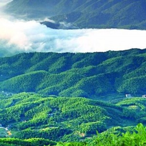 Té de la atención sanitaria del té negro de Fuzhuan Hunan Anhua del oro 2000g