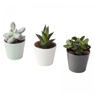 Plantas suculentas artificiales